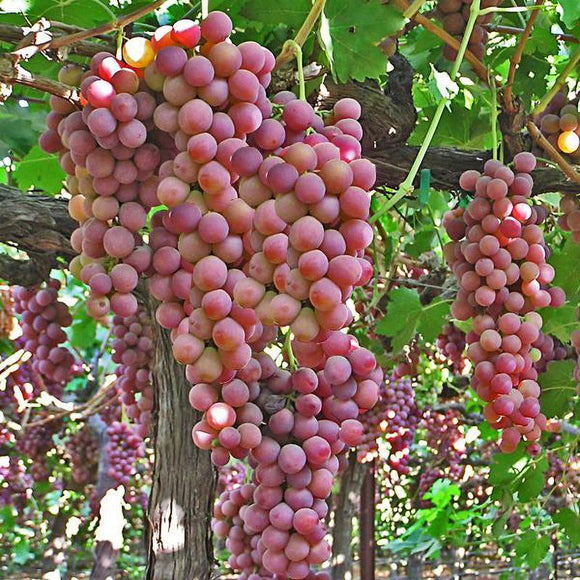 Red Flame Bunch Grape Vine