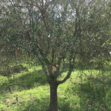 Frantoio Fruiting Olive