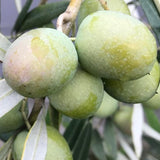 Frantoio Fruiting Olive