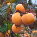 Fuyu Persimmon