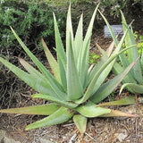 Aloe Vera - C&J Gardening Center