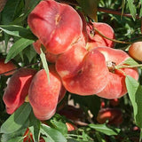 Galaxy Peach - C&J Gardening Center