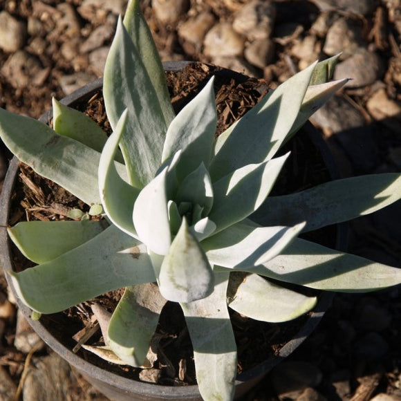 Giant Chalk Dudleya