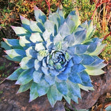 Giant Chalk Dudleya