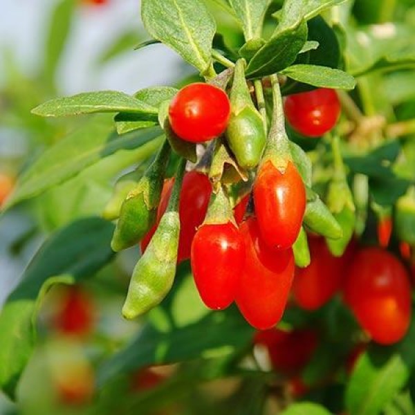 Goji Berry Exotic Fruit Tree