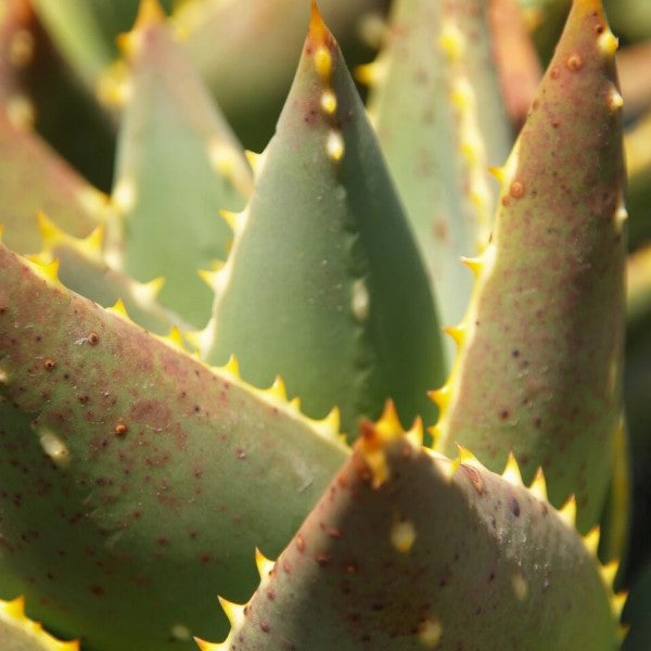 Gold Tooth Aloe
