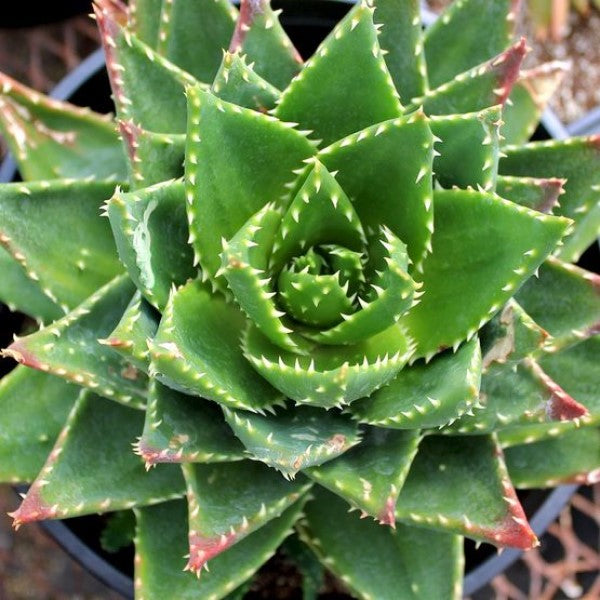 gold tooth aloe vera plant Gold Tooth Aloe Desert