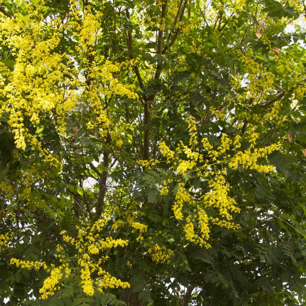 Goldenrain Tree | C&J Gardening Center