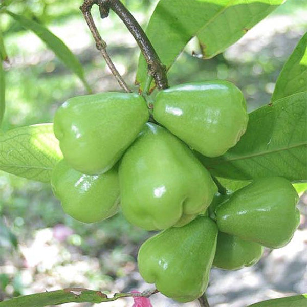 Green Dragon Wax Apple | C&J Gardening Center