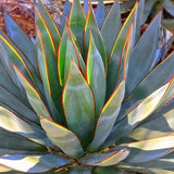 Green Glow Agave
