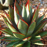 Green Glow Agave