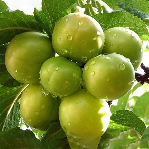 Burgundy Japanese Plum, Prunus salicina 'Burgundy' Plum, Monrovia