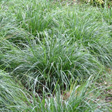 Greenlee Moor Grass
