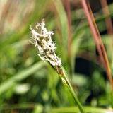 Greenlee Moor Grass