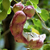 Guamuchil - C&J Gardening Center