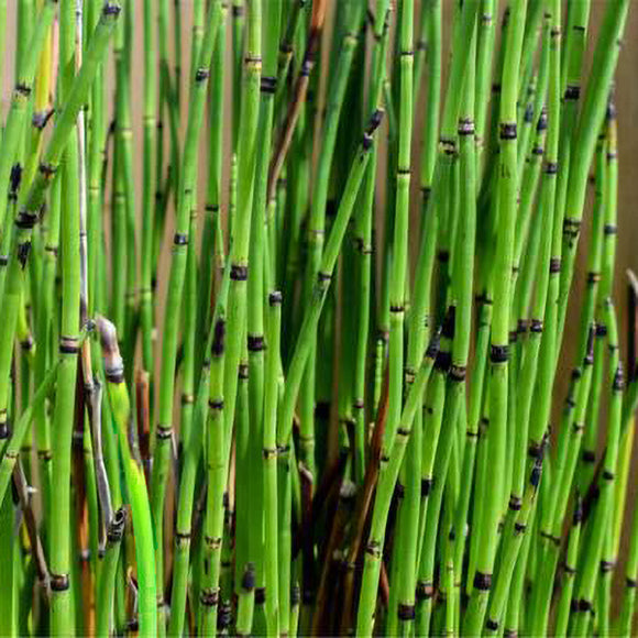 Horsetail Grass