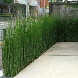 Horsetail Grass - C&J Gardening Center