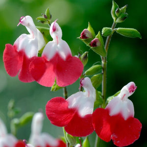 hot lips succulent plant Hot Lips Sage