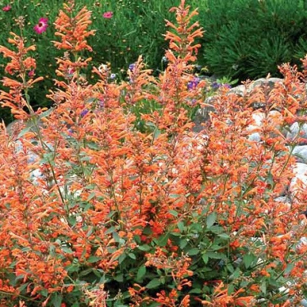 Hummingbird Mint - Kudos Mandarin | C&J Gardening Center