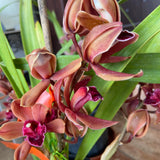 Red Medium Flower With Red Center Boat Orchid