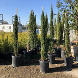 Italian Cypress