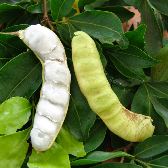 Ice Cream Bean Tree | C&J Gardening Center