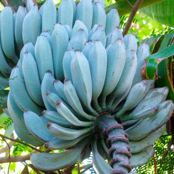 Banana | C&J Gardening Center