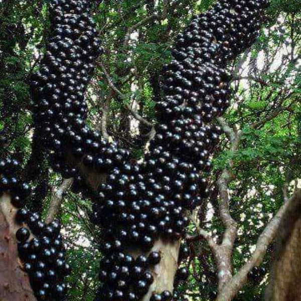 exotic jaboticaba bonsai tree Jaboticaba Exotic Fruit Tree