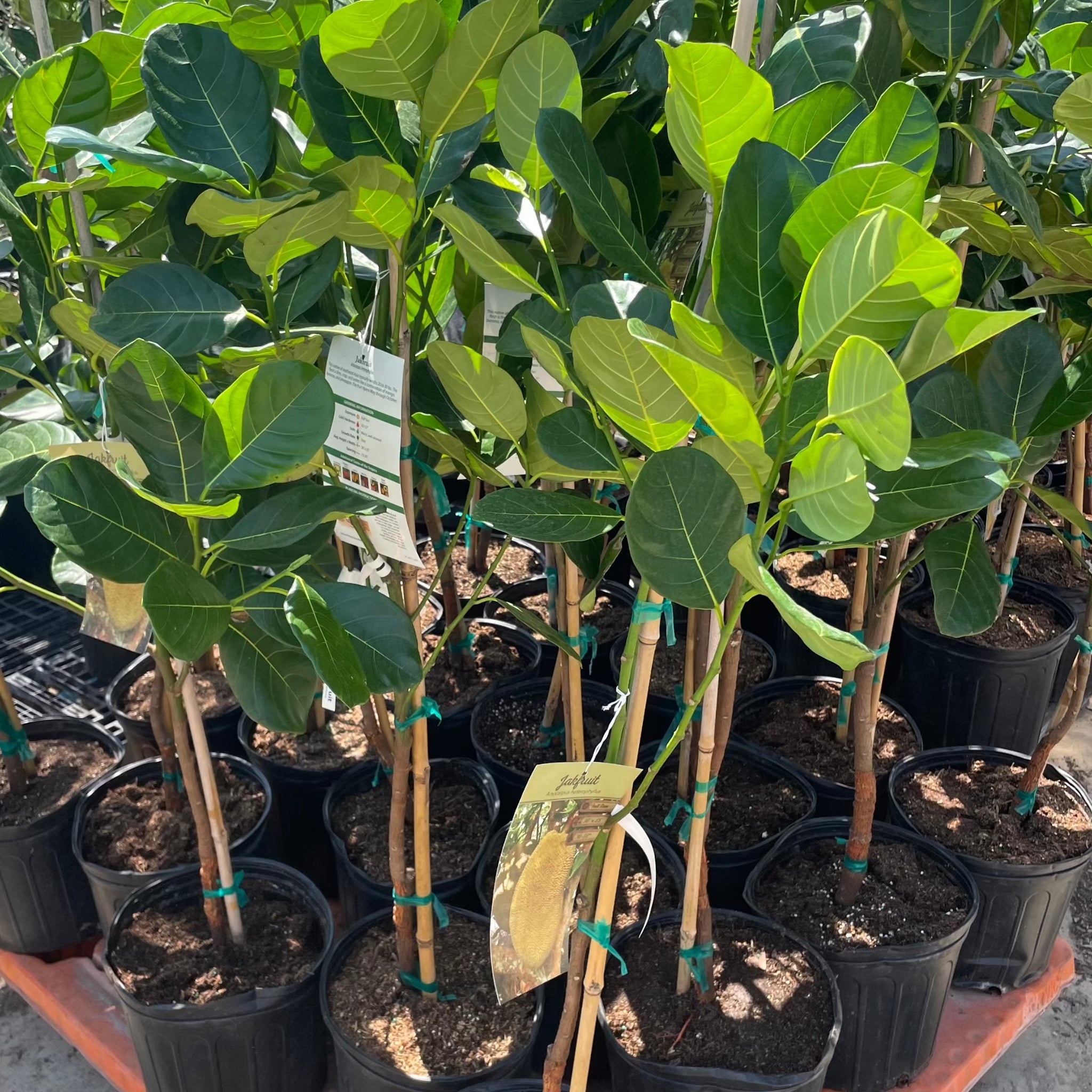 J-31 Jackfruit | C&J Gardening Center