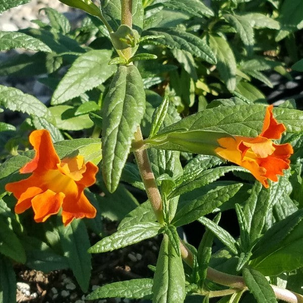 Jelly Bean Orange Monkeyflower C&J Gardening Center