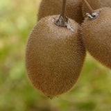 Jenny Fuzzy Self-Fruitful Kiwi