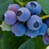 Jubilee Blueberry - C&J Gardening Center