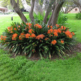 Belgian Orange Kaffir Lily - C&J Gardening Center