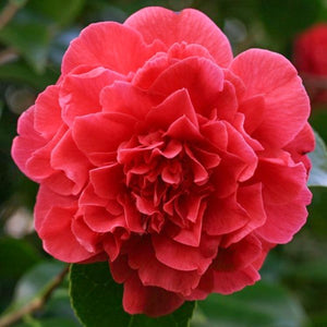 Red Shade Camellia - C&J Gardening Center