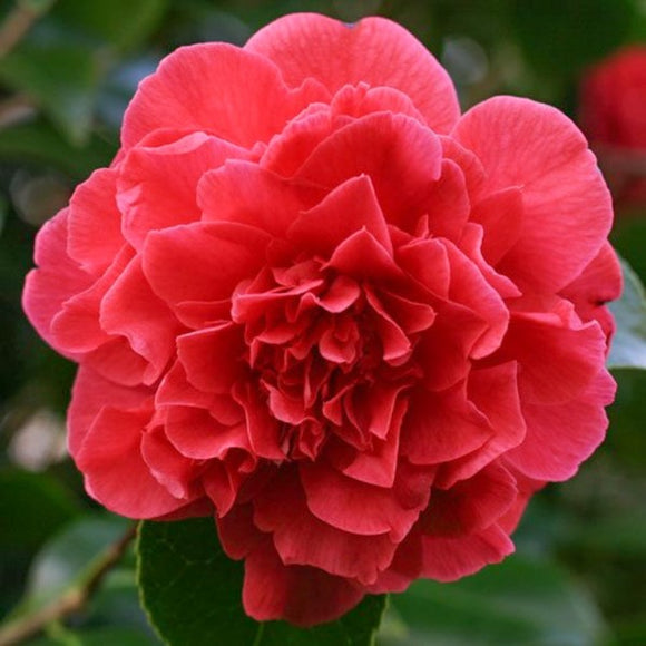 red camellia plant