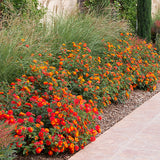 Orange-Red Bush Lantana - C&J Gardening Center