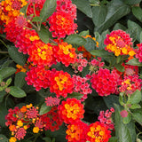 Orange-Red Bush Lantana - C&J Gardening Center