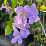 Lavender Trumpet Vine - C&J Gardening Center