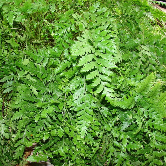 Leatherleaf Fern