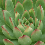 Lipstick Echeveria - C&J Gardening Center