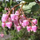 Louis Edmunds Manzanita