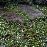 Lowfast Cotoneaster - C&J Gardening Center