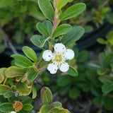 Lowfast Cotoneaster - C&J Gardening Center