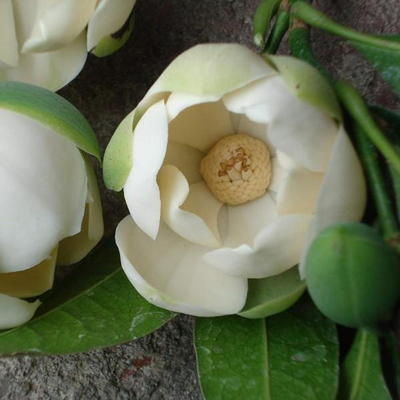 Coconut Magnolia