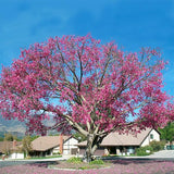 Floss Silk Tree - C&J Gardening Center