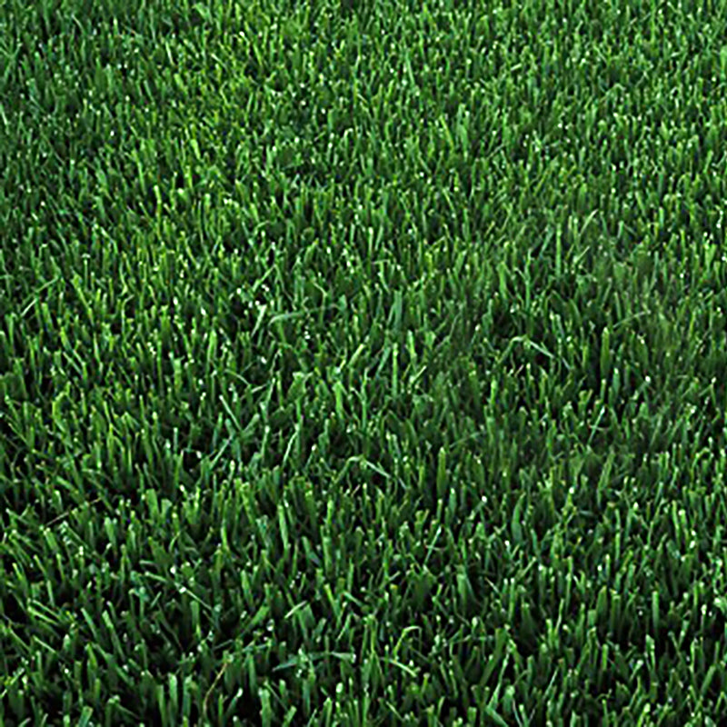 planting marathon grass seed Original Marathon