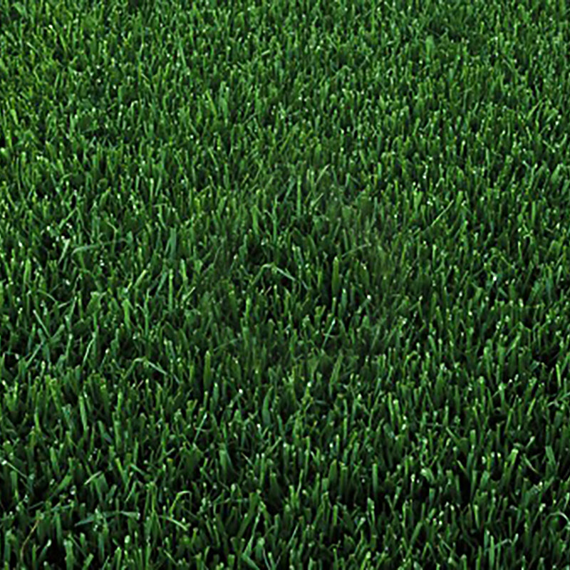marathon grass seed lowes Marathon II