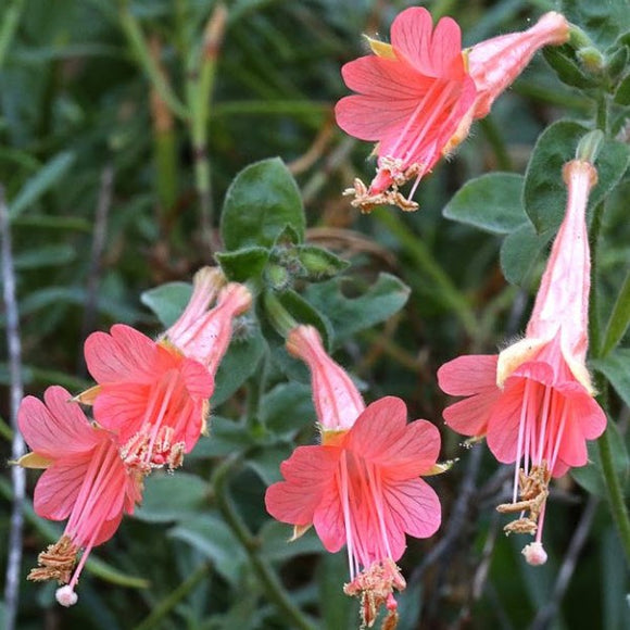 Marin Pink California Fuchsia