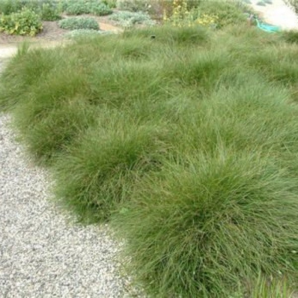 Meadow Sedge | C&J Gardening Center