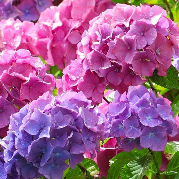 Merritt's Supreme Hydrangea | C&J Gardening Center